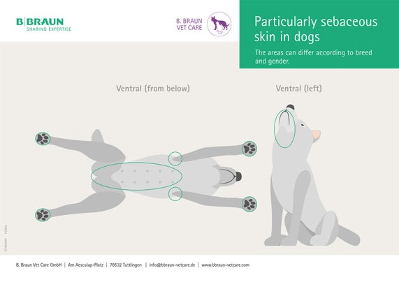 Graph: Particularly sebaceous skin in dogs